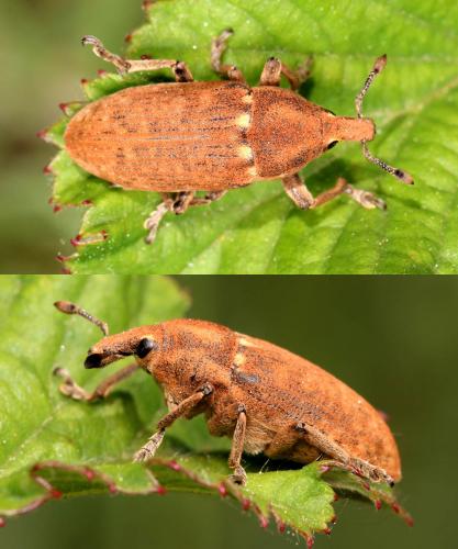 Réf. 141 928 : Trachydemus inquinatus