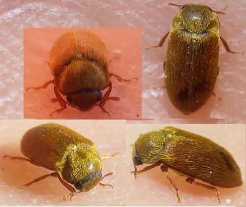 Réf. 141 285 : Byturus ochraceus