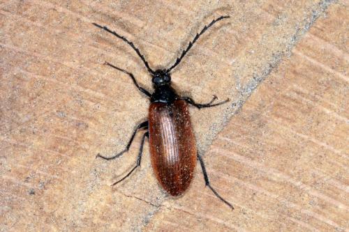 Réf. 141 615 : Pseudocistela ceramboides