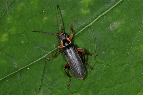 Cantharis nigricans