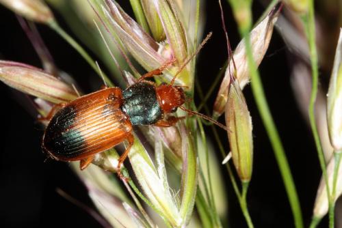 Réf. 141 655 : Diachromus germanus