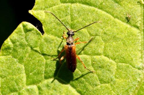 Réf. 141 924 : Alosterna tabacicolor