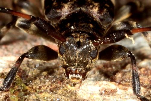 Réf. 141 552 : Leiopus sp.