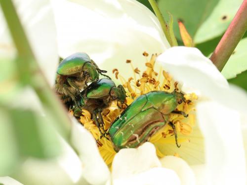 Cetonia aurata aurata