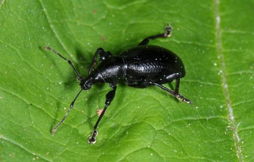 Réf. 141 154 : Otiorhynchus morio