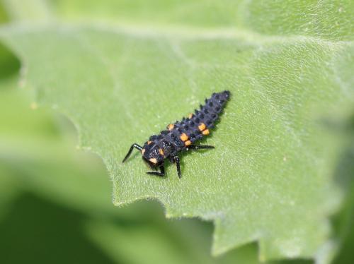 Coccinella septempunctata