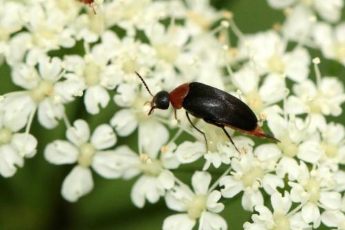 Mordellochroa abdominalis