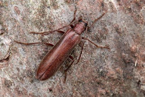 Calopus serraticornis