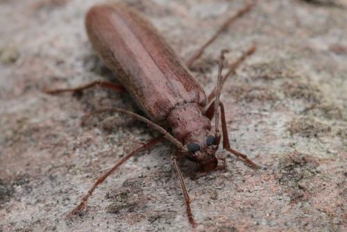 Calopus serraticornis