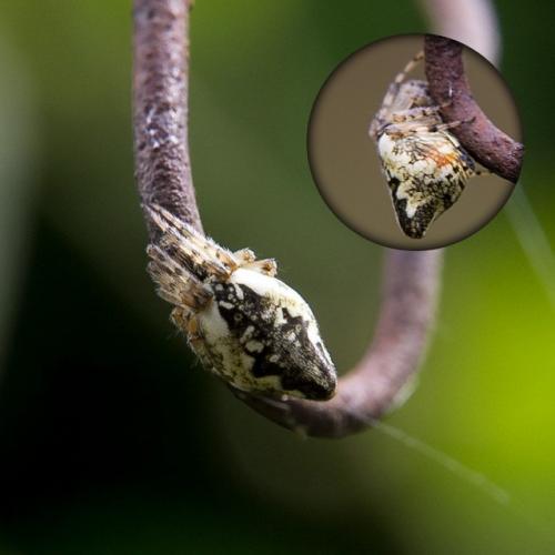 Réf. 141 072 : Cyclosa sp.