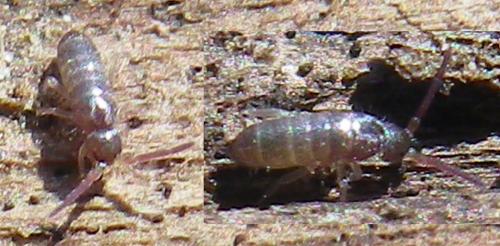 Tomocerus minor