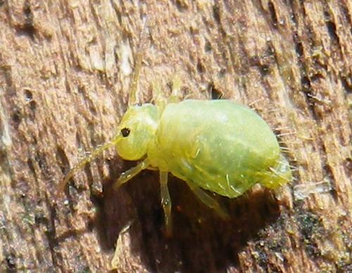 Réf. 141 289 : Sminthurus viridis