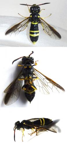 Allantus viennensis