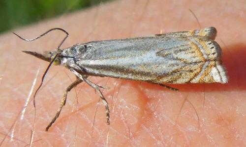 Réf. 141 011 : Crambus lathoniellus