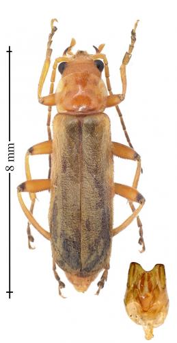 Réf. 141 015 : Cantharis cryptica