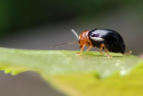 Réf. 141 951 : Cryptocephalus rufipes