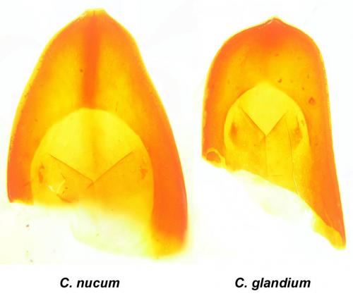 Curculio divers