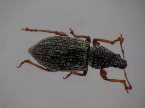 Polydrusus marginatus