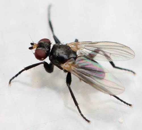 Cinochira atra