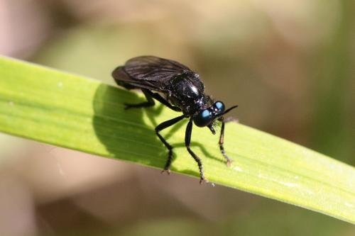 Réf. 141 157 : Dioctria sp.