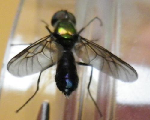 Sargus iridatus