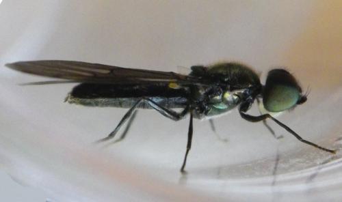 Sargus iridatus