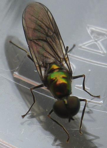 Sargus iridatus