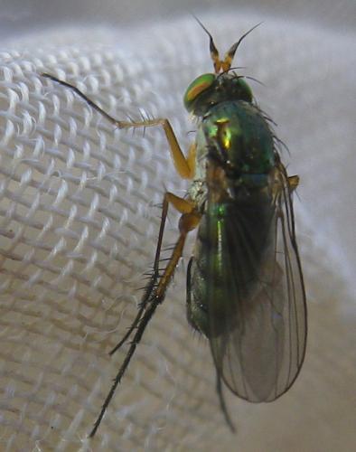 Réf. 141 130 : Dolichopus plumipes