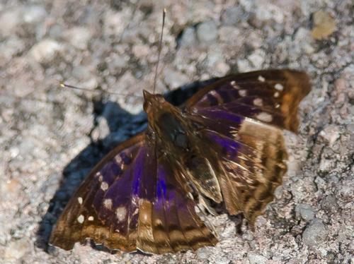 Réf. 141 364 : Doxocopa agathina
