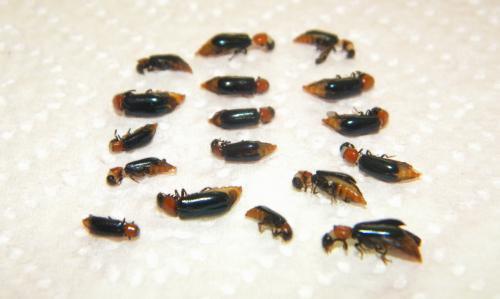 Dermestoides sanguinicollis