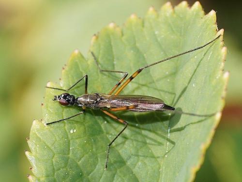 Réf. 141 023 : Micropeza corrigiolata