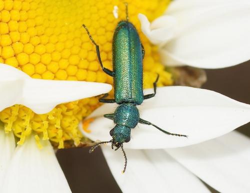 Réf. 141 079 : Psilothrix viridicoerulea