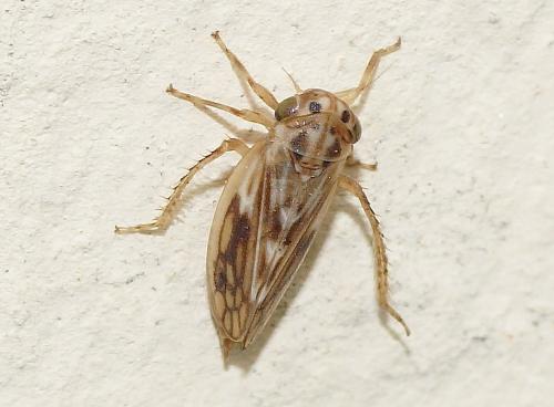 Agallia consobrina
