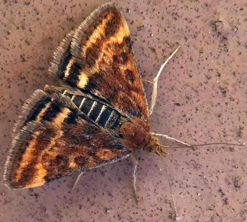 Réf. 141 210 : Pyrausta despicata