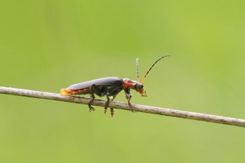 Cantharis fusca