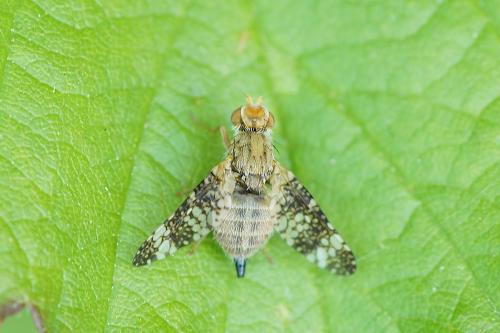 Réf. 141 562 : Oxyna parietina