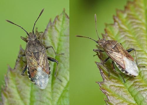 Stictopleurus sp.