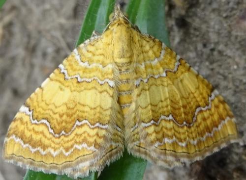 Réf. 141 211 : Camptogramma bilineata