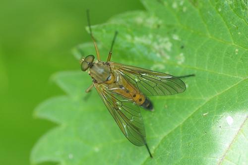 Rhagio tringarius
