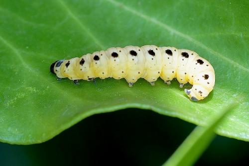 Réf. 141 723 : Yponomeuta sp.
