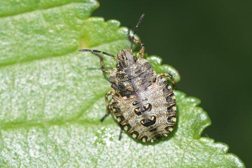 Réf. 141 831 : Pentatoma rufipes