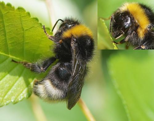 Bombus sylvestris