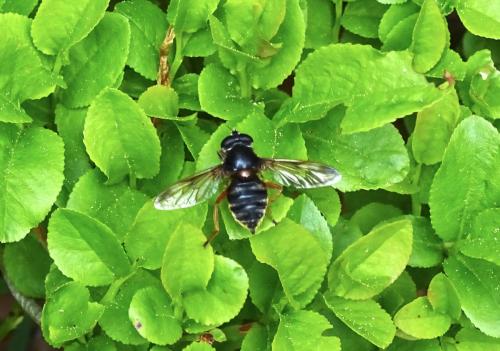 Sericomyia lappona