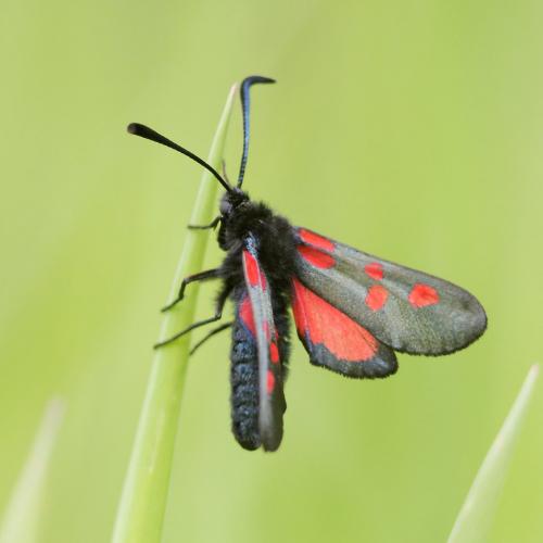Réf. 141 620 : Zygaena trifolii