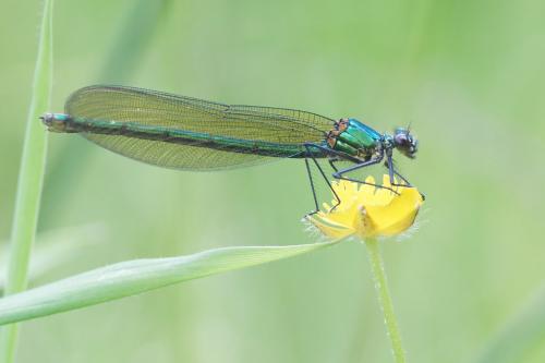 Calopteryx splendens