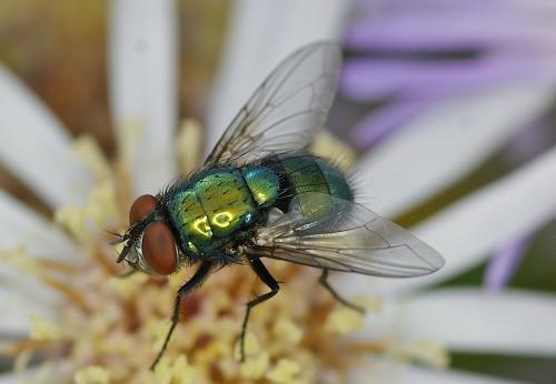 Lucilia sericata