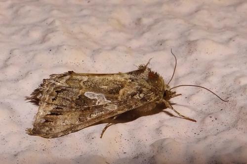 Trichoplusia ni