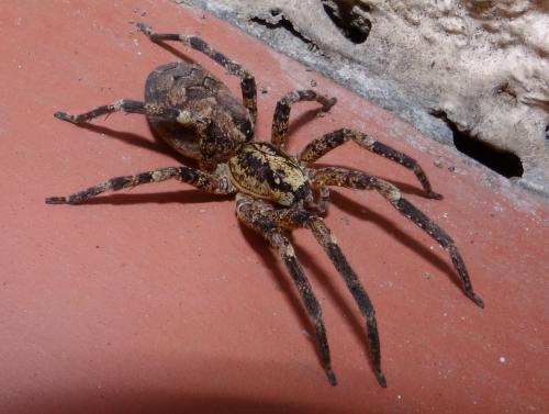 Zoropsis spinimana