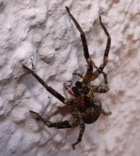 Zoropsis spinimana