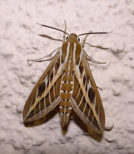 Hyles livornica